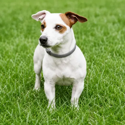 Small Dog Wearing Adjustable Flea and Tick Collar Outdoors | Petfairs Small white and brown dog wearing gray flea and tick collar standing on green grass outdoors