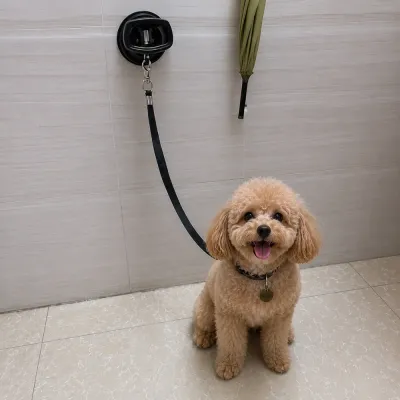 Pet Bath Suction Cup Dog Grooming Restraint in Bathroom Small poodle secured with a pet bath suction cup restraint leash during grooming in bathroom