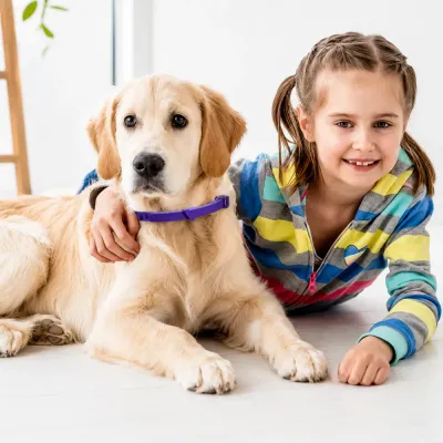 Golden Retriever Wearing Purple Calming Dog Collar Indoors Golden retriever dog wearing adjustable purple calming collar while relaxing with child at home