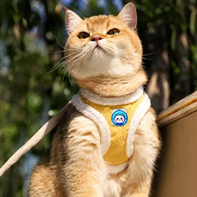 Cat Wearing Anxiety Relief Calming Sticker Outdoors Orange cat wearing a calming sticker on a pet harness for outdoor anxiety and stress relief support