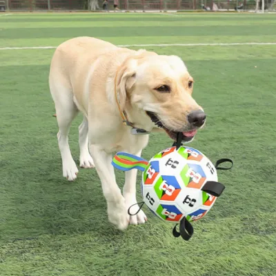 Labrador retriever carrying colorful dog soccer ball toy during outdoor training exercise