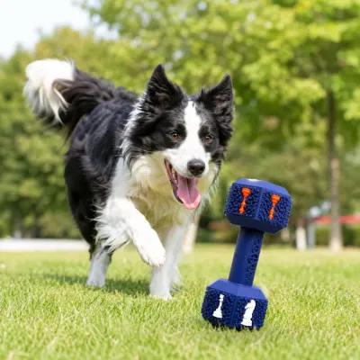 Border Collie Playing with Rubber Dumbbell Dog Toy Outdoors Active border collie playing with a blue square rubber dog chew toy on grass outdoors