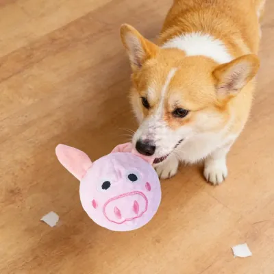Corgi Playing with Pig Plush Dog Toy Corgi dog playing with pink pig plush squeaky chew toy on wooden floor