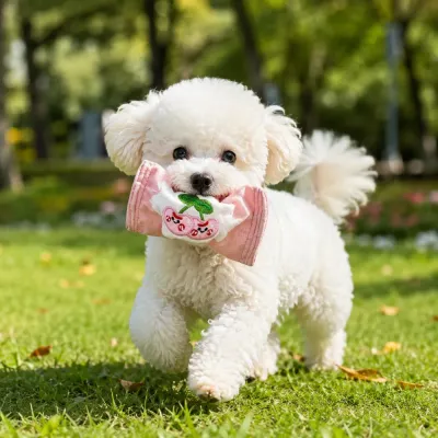 Small white puppy carrying a pink cherry squeaky bounce ball dog toy outdoors on grass