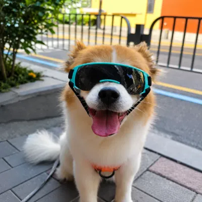 Outdoor Dog Wearing UV Protection Sunglasses Cute dog wearing blue pet sunglasses outdoors during a sunny walk