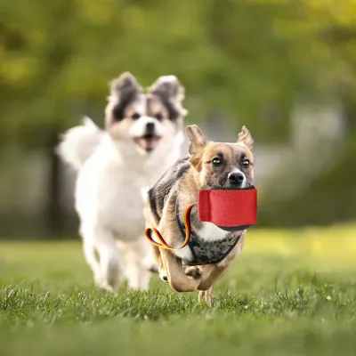 Dogs Playing with Bite Tug Training Toy Outdoors Small dogs running outdoors while playing with durable bite tug training toy