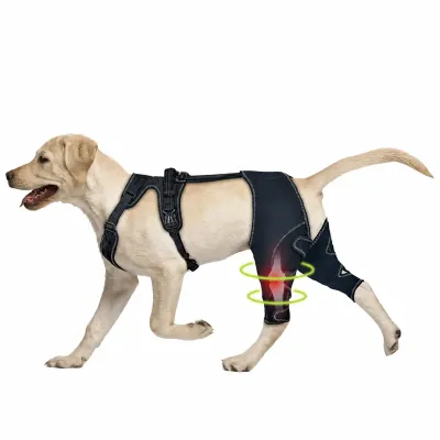 Dog Rear Leg Knee Brace for Joint Support and Recovery Labrador dog wearing adjustable rear leg knee brace support for joint pain relief recovery and mobility assistance