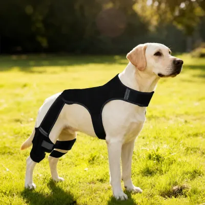 Labrador dog wearing black hind leg support brace outdoors on grass for rehabilitation and injury recovery
