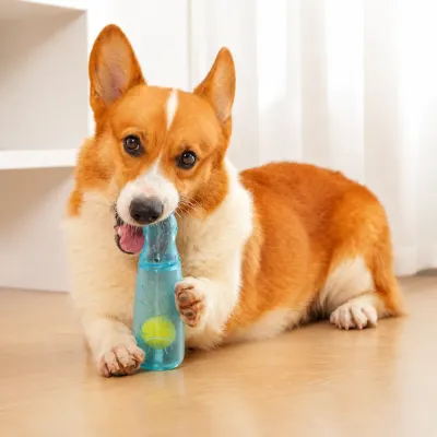 Cute corgi chewing blue squeaky bottle dog toy indoors on wooden floor
