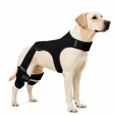 Labrador wearing adjustable rear leg support brace for ACL injury recovery and arthritis support