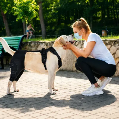 Labrador Wearing Dog Knee Brace Outdoors Labrador dog wearing rear leg knee brace outdoors for mobility support and recovery assistance