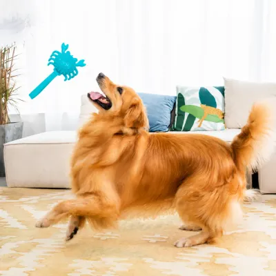 Golden Retriever Playing with TPR Crab Dog Toy Indoors Golden retriever playing indoors with blue TPR crab squeaky dog toy in modern living room