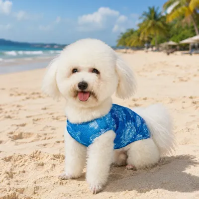 Small white dog wearing blue breathable cooling vest on sunny beach during summer outdoor activity