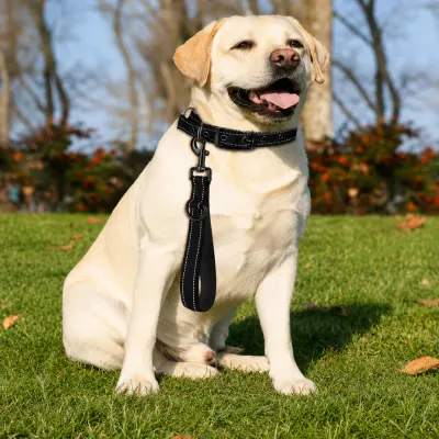 Labrador dog sitting outdoors wearing reflective padded nylon leash and collar