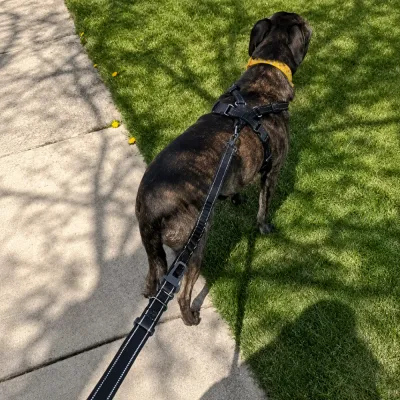 Large dog wearing reflective anti pull leash during outdoor walking on grass pathway