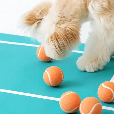Dog Playing with Dental Tennis Balls Dog interacting with orange dental chew tennis balls on indoor play mat
