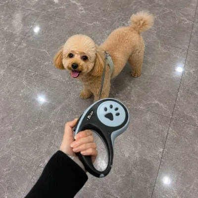 Small poodle dog using black retractable dog leash indoors during a daily walk