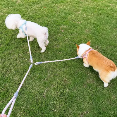 Dual Dog Leash Splitter Outdoor Walking Scene Two dogs walking outdoors using a reflective dual dog leash splitter