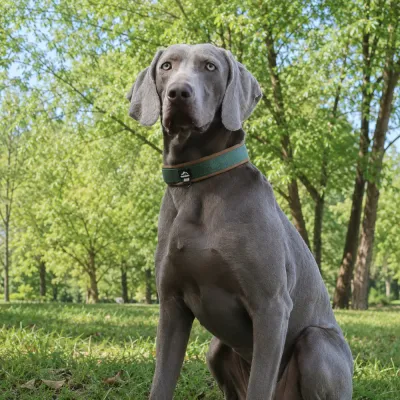Large Dog Wearing Reflective Nylon Collar Outdoors Large grey dog wearing green reflective padded dog collar while sitting outdoors in park
