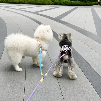 Two Dogs Walking with Double Dog Leash Splitter Two small dogs using a colorful double dog leash splitter outdoors during a walk