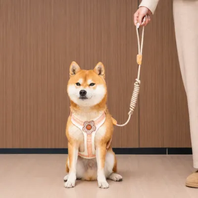 Shiba Inu wearing a floral no pull dog harness with matching rope leash indoors