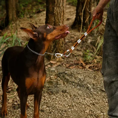 Doberman dog using orange tactical rope leash during outdoor walking training