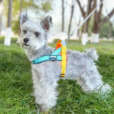 Small dog wearing a reflective anti pull harness during an outdoor walk with secure leash attachment and comfortable fit