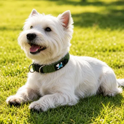 Small white dog wearing a breathable adjustable dog collar while relaxing outdoors on green grass
