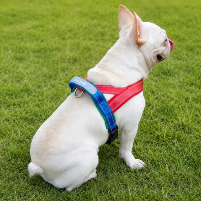 Small dog wearing a reflective adjustable dog harness while sitting on grass outdoors