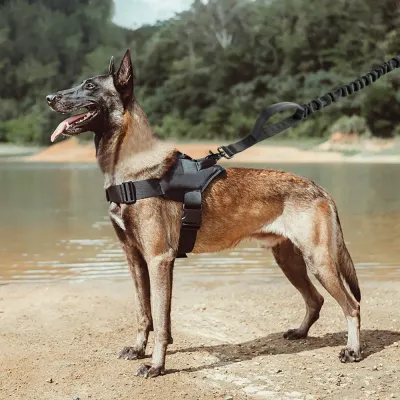 Medium dog wearing black tactical harness during outdoor walking and training