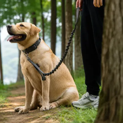 Shock Absorbing Dog Leash for Outdoor Walking Large dog using a shock absorbing bungee leash during outdoor walking and training
