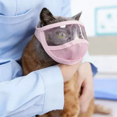 Cat Wearing Transparent Protective Eye Mask Cat wearing transparent grooming eye mask during veterinary examination and care