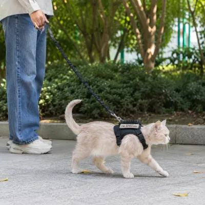 Cat walking outdoors wearing an escape proof tactical harness and bungee leash