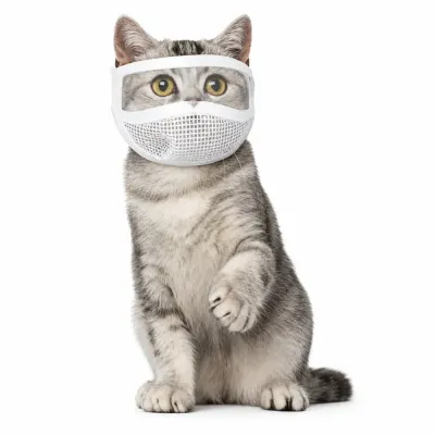 Cat Wearing White Transparent Eye Protection Mask Gray cat wearing white transparent eye mask for grooming and bite prevention