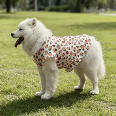 Large white dog wearing strawberry print summer dress vest outdoors on grass
