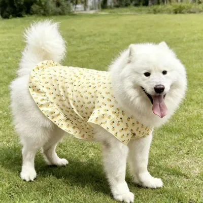 Pineapple Print Summer Dress for Large Breed Dogs Samoyed wearing yellow pineapple print summer dog dress in the park