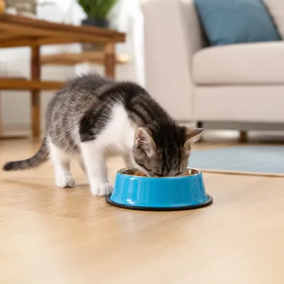 Kitten eating from a blue stainless steel pet feeding bowl on a wooden floor