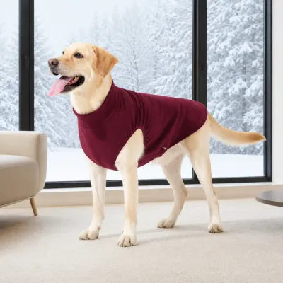 Large Dog Wearing Sleeveless Winter Fleece Vest Labrador dog wearing sleeveless fleece winter vest indoors during cold weather