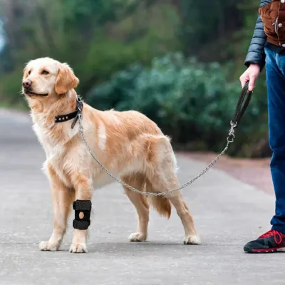 Golden Retriever wearing a dog knee support brace during outdoor walking