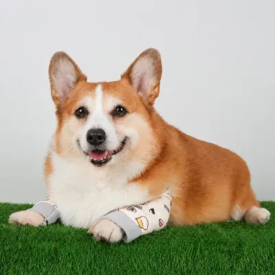 Dog Elbow Support Sleeve for Joint Protection Corgi wearing dog elbow support sleeves to help protect elbows and reduce joint wear