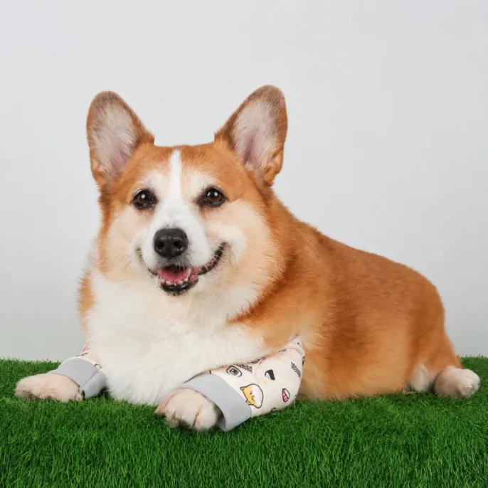 Dog Elbow Support Sleeve for Joint Protection Corgi wearing dog elbow support sleeves to help protect elbows and reduce joint wear