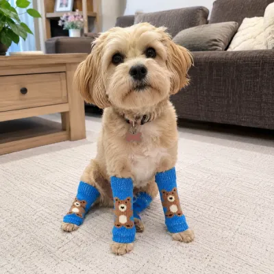 Dog Wearing Cotton Knee Protector Socks Indoors Small dog wearing blue knee protector socks with bear pattern for leg protection indoors