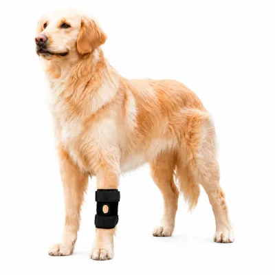 Golden Retriever wearing a dog knee brace for joint support and injury recovery