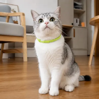 Domestic cat wearing a calming collar indoors to help reduce stress and anxiety