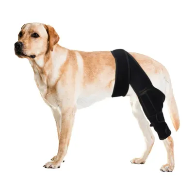 Dog Knee Brace for ACL Injury Recovery Support Labrador wearing a dog knee brace for ACL injury recovery, joint support, and leg stabilization