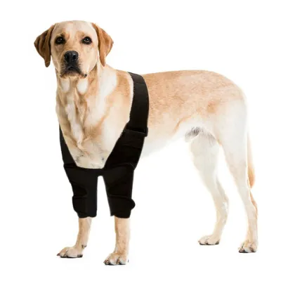 Labrador wearing a dog leg brace sleeve designed for front leg support, injury recovery, and joint protection