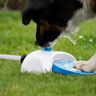 Outdoor Dog Water Fountain in Garden Dog using outdoor foot press water fountain on grass for fresh drinking water