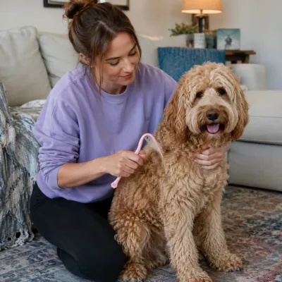 Dog Grooming with Pet Dematting Knife at Home Pet owner using a pet dematting knife to groom a curly-haired dog in a living room.