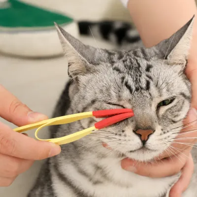 Using a pet eye cleaning brush to gently remove eye discharge and tear stains from a cat