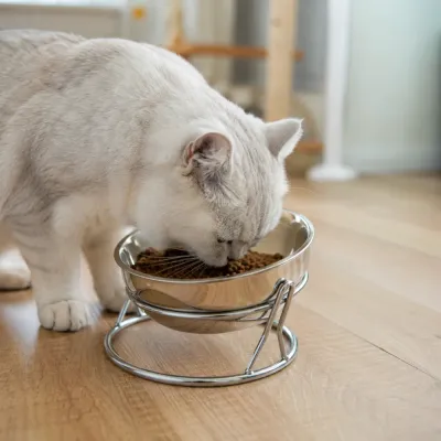 Cat Eating from Elevated Stainless Steel Bowl White cat eating dry food from elevated stainless steel cat bowl in home environment